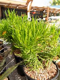 Image result for Senecio barbertonicus