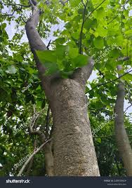 Image result for Gmelina arborea