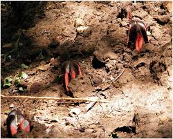 Image result for Hydnora