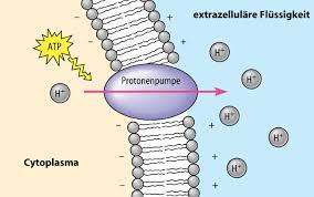 Es handelt sich um eine große und uneinheitliche gruppe von proteinen. 1 Primarer Aktiver Transport Protonenpumpe Normal Zellbiologie Repetico
