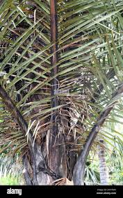 Image result for Raphia australis