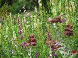 Image result for Hebenstretia