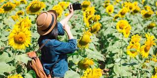 Ilustrasi suasana pagi hari yang cerah. Fakta Unik Jenis Bunga Matahari Dari Jadi Idola Pemburu Selfie Sampai Nama Yang Penuh Arti Diadona Id