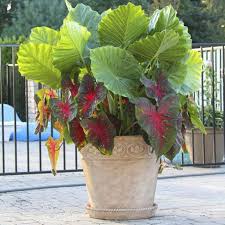 Upright Elephant Ears Caladium Red Flash Garden Containers Container Plants Container Flowers