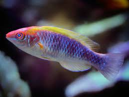Not too worried about this either. Lubbock S Fairy Wrasse Ultimate Reef