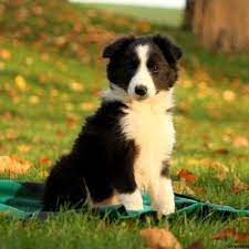 Border Collie Puppies For Sale Greenfield Puppies Collie Puppies For Sale Collie Puppies Border Collie Puppies