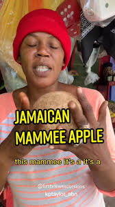 One of Jamaica's most uncommon fruits. The Mammee Apple would you try this?  #jamaica #mammeeapple #jamaicatiktok
