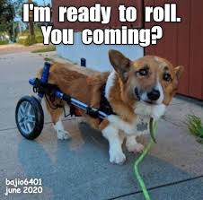 Pet loss quotes can provide a bit of support and comfort during a heartbreaking time. Move It Or Lose Out I Has A Hotdog Dog Pictures Funny Pictures Of Dogs Dog Memes Puppy Pictures Doge