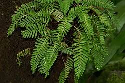 Image result for Pleopeltis macrocarpa