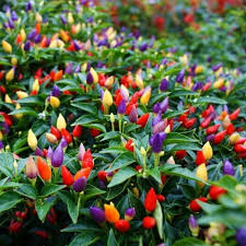 Bolivian rainbow chili bunt 10 samen auch für balkon+zimmer paprika geschenk. Chili Samen Bolivian Rainbow Preis 2 50
