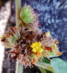 Image result for Waltheria indica