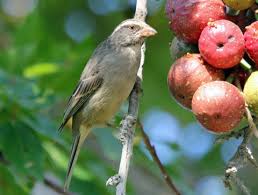 Image result for Ficus sur