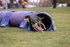 NADAC Agility Trial
