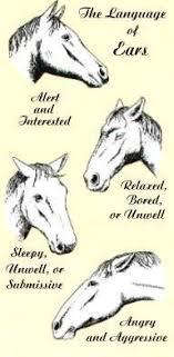 Horse Ear Positions The Language Of Ears Horses Horse Behavior Horse Camp
