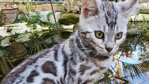 All of our kittens are vet checked, fully weaned and ready for their new homes. Bengal Kittens For Sale Near Me Home Facebook