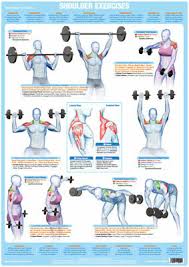Shoulder Muscles Weight Training And Body Building Poster Gym Exercise Chart Ebay