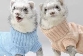 VetLIVE - Caption these cute ferrets (and hit LIKE if you are guilty of  dressing your pets in clothes--we are!) | Facebook