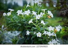 Image result for dipladenie amonea