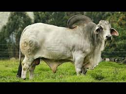 Strong they mj brahmans beef. Brahman Bulls Youtube