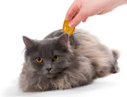 Fleas in cats are extremely common and as a cat owner you will probably have to deal with this problem at some point.the most obvious sign that your cat has. Preventive Care Vaccinations Charlottesville Cat Care Clinic