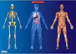 Check spelling or type a new query. The Human Body Poster Free Primary Ks2 Teaching Resource Scholastic