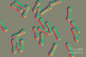 Image result for Corynebacterium