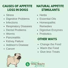 Common Causes Of Dog Appetite Loss And What Can We Do
