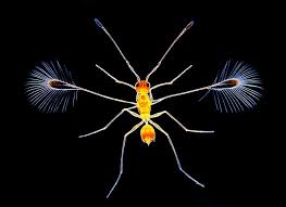 Fairy Fly Fairies Flying Small Insects Insects