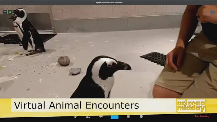 Virtual Animal Encounter with Odysea Aquarium