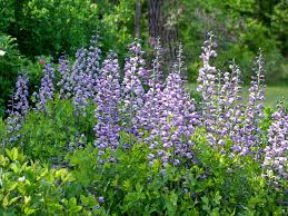 Native from pennsylvania to indiana and south to georgia and tennessee, b. Baptisia Australis Ex Purple Smoke Seed