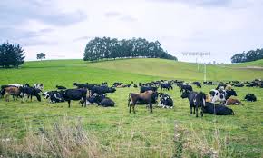 Cattle Grazing In A Field In 2020 Farm Animals Cattle Animals