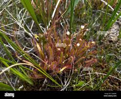 Image result for Nesaea linearis