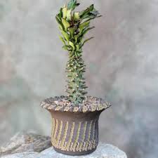 Image result for Monadenium laeve