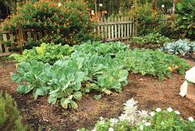 Image result for Brassica