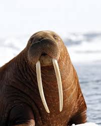 Oceana On Instagram Look At Those Pearly Whites The Walrus S Tusks Are Actually Greatly Elongated Canine Teeth Both Males And F Walrus Canine Tooth Animals