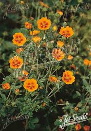 Image result for Bulbostylis atrosanguinea