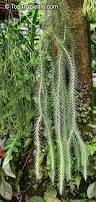 Image result for Lycopodium