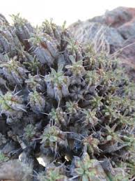 Image result for Croton madandensis