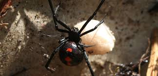 Nylon used to make things. Black Widow Spider Ladybug Services