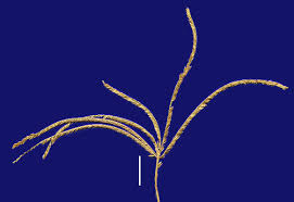 Image result for Cynodon nlemfuensis