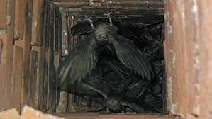 Basically, it's a covering for the top of your chimney. The Bird That Loves Chimneys As Much As Santa Cool Green Science
