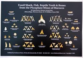 Prehistoric Planet Store Fossil Shark Teeth Fish Reptile Bones From Morocco Poster