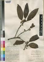 Image result for Pouteria adolfi-friederici