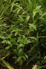 Image result for Corchorus tridens