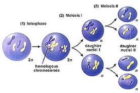 W's cell division song by sciencemusicvideos 8 years ago 3 minutes, 18 seconds 1,982,316 views college. Meiosis Edhelper
