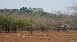 Image result for Rhynchosia kilimandscharica