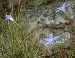 Bili nursery gift vouchers $25. Factsheet Wahlenbergia Communis