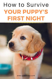 How To Survive Your Puppy S First Night At Home First Night With Puppy Puppy Schedule Lab Puppy Training
