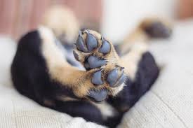Michigan search engine optimization toolbar ppc management from netvantage marketing, provider of search marketing, search engine marketing, search engine optimization, netvantage, web traffic generating and. What Is A Reasonable Rottweiler Dog Price
