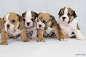 П good quality golden retriever puppies 🐶. Beautifull Litter Of English Bulldogs Pets For Sale In Damansara Kuala Lumpur Sheryna Com My Mobile 707486